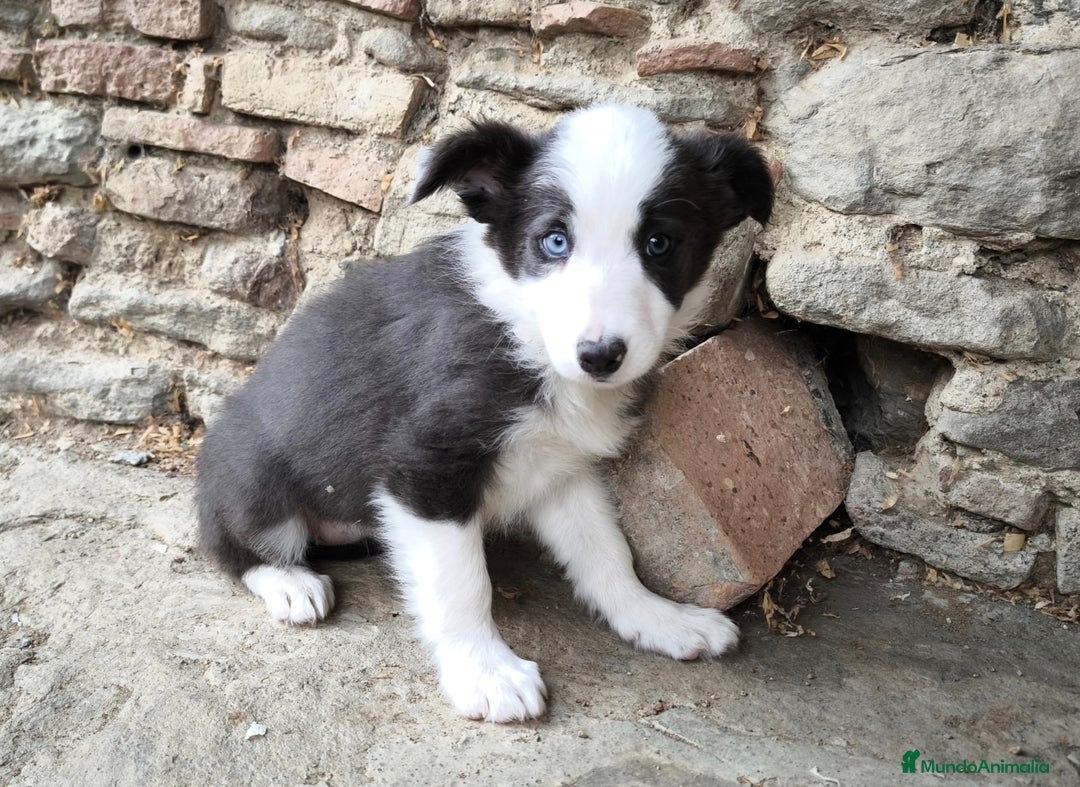Border Collie perros en venta: Cachorros border collie! Ojos azules! - Imagen 7
