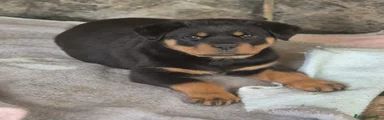 Rottweiler Cachorro 2