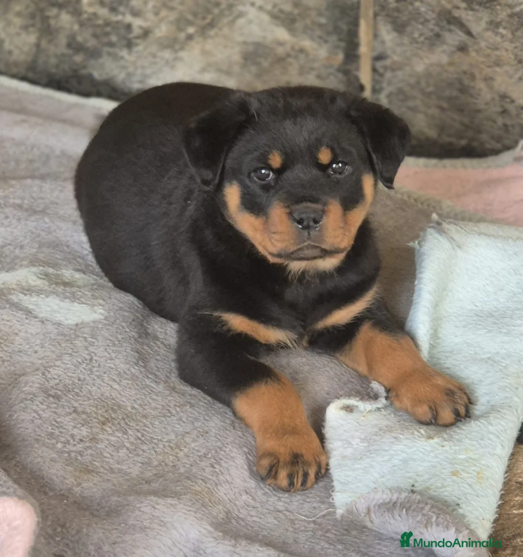 Rottweiler perros en venta: Rottweiler  - Anuncio 4