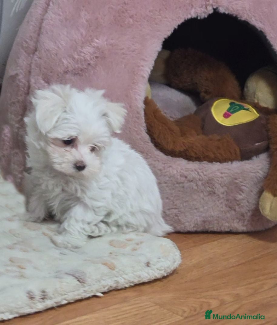 Bichón Maltés perros Preciosas Bichón Maltés miniatura  - Anuncio 1