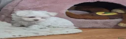 Bichón Maltés perros en venta: Preciosas Bichón Maltés miniatura  - Anuncio 1