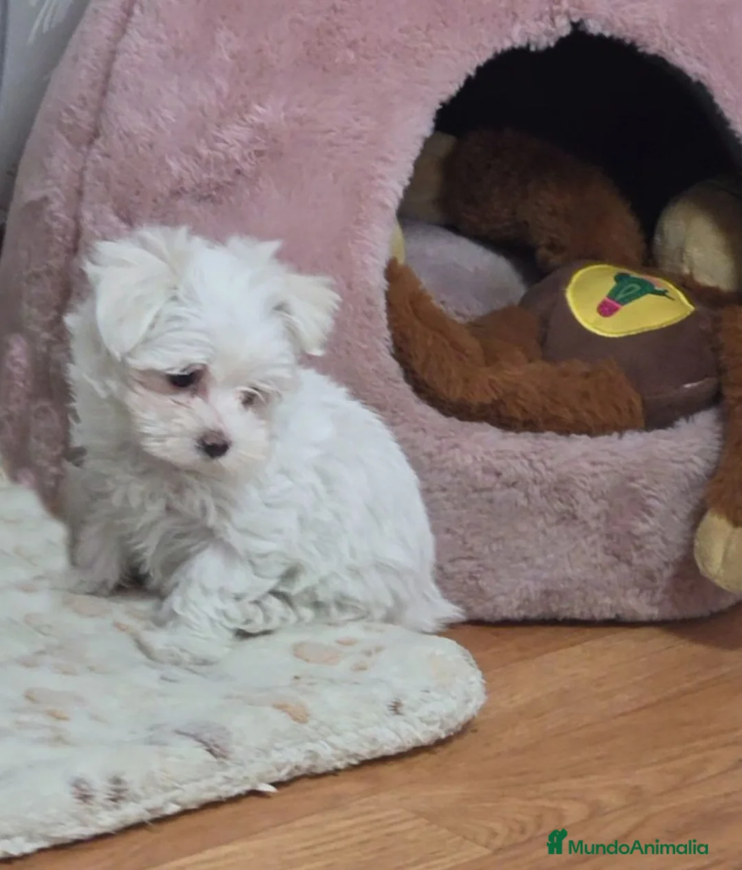Bichón Maltés perros en venta: Preciosas Bichón Maltés miniatura  - Anuncio 1