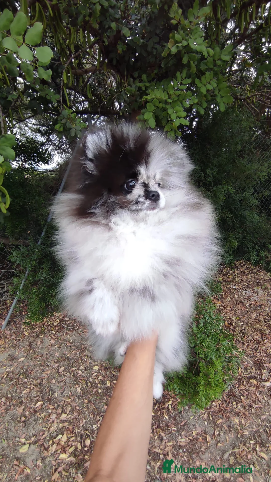 Pomerania perros en venta: Pomerania TOY Merle único y de mucha calidad  - Anuncio 2