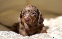 Teckel perros en venta: ESPECTACULAR CACHORROS TECKEL ARLEQUÍN Y CHOCOLATE - Imagen 6