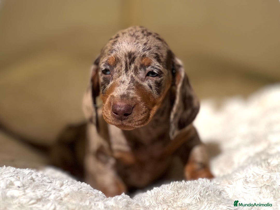 Teckel perros en venta: ESPECTACULAR CACHORROS TECKEL ARLEQUÍN Y CHOCOLATE - Imagen 6