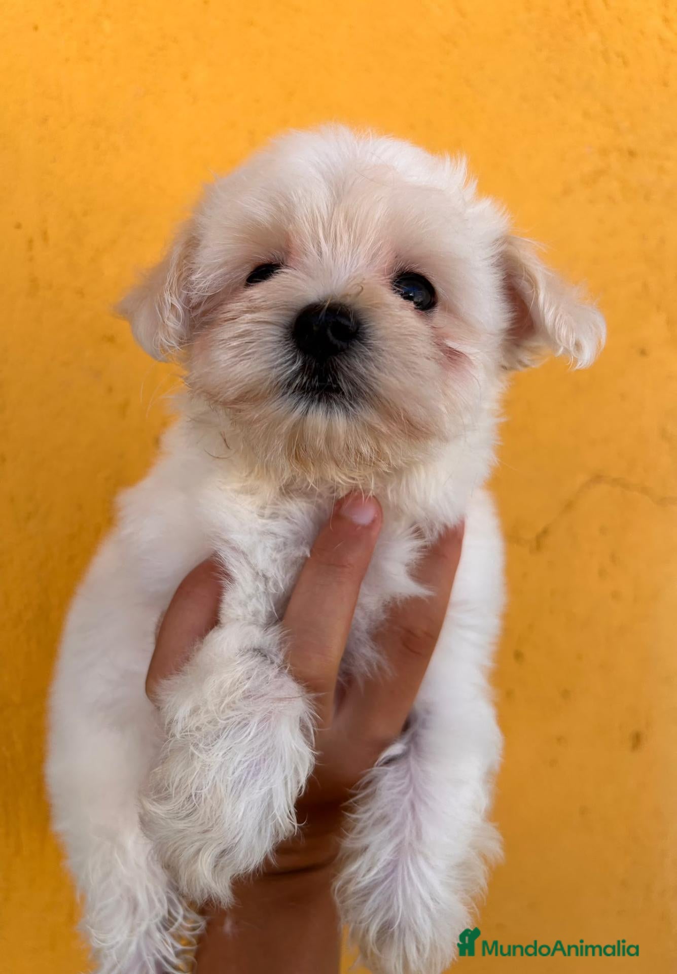 Bichón Maltés perros Camada de Bichon maltes - Anuncio 2