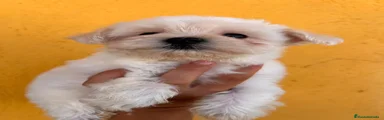 Bichón Maltés 1