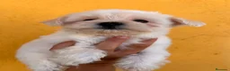 Bichón Maltés perros en venta: Camada de Bichon maltes - Anuncio 1