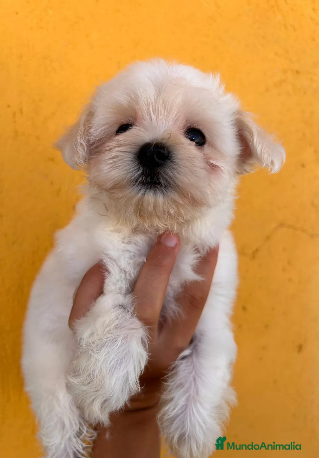 Bichón Maltés perros en venta: Camada de Bichon maltes - Anuncio 1