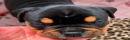American Bully perros en venta: American Bully Pocket - Anuncio 4