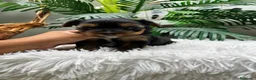 Yorkshire Terrier perros en venta: YORKSHIRE TERRIER MACHO - Anuncio 17