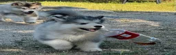 Alaskan Malamute perros en venta: Alaskan Malamute  - Anuncio 5