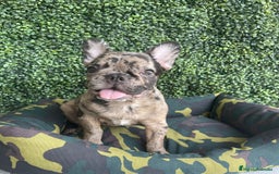 Bulldog Francés perros en venta: BULLDOG FRANCÉS - Imagen 1
