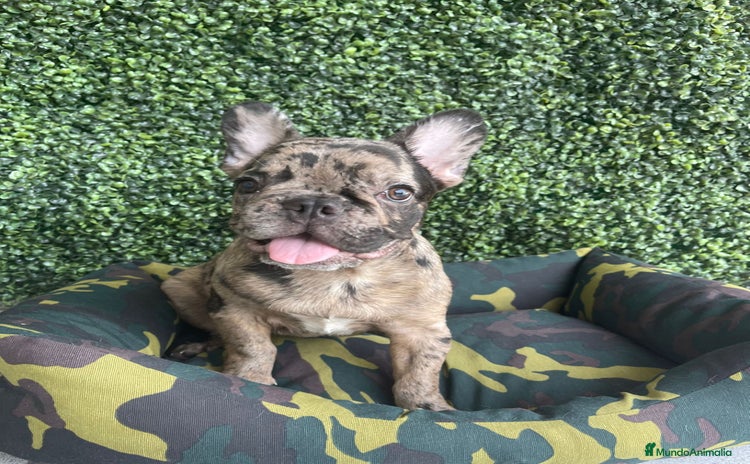 Bulldog Francés perros - Propaganda 3