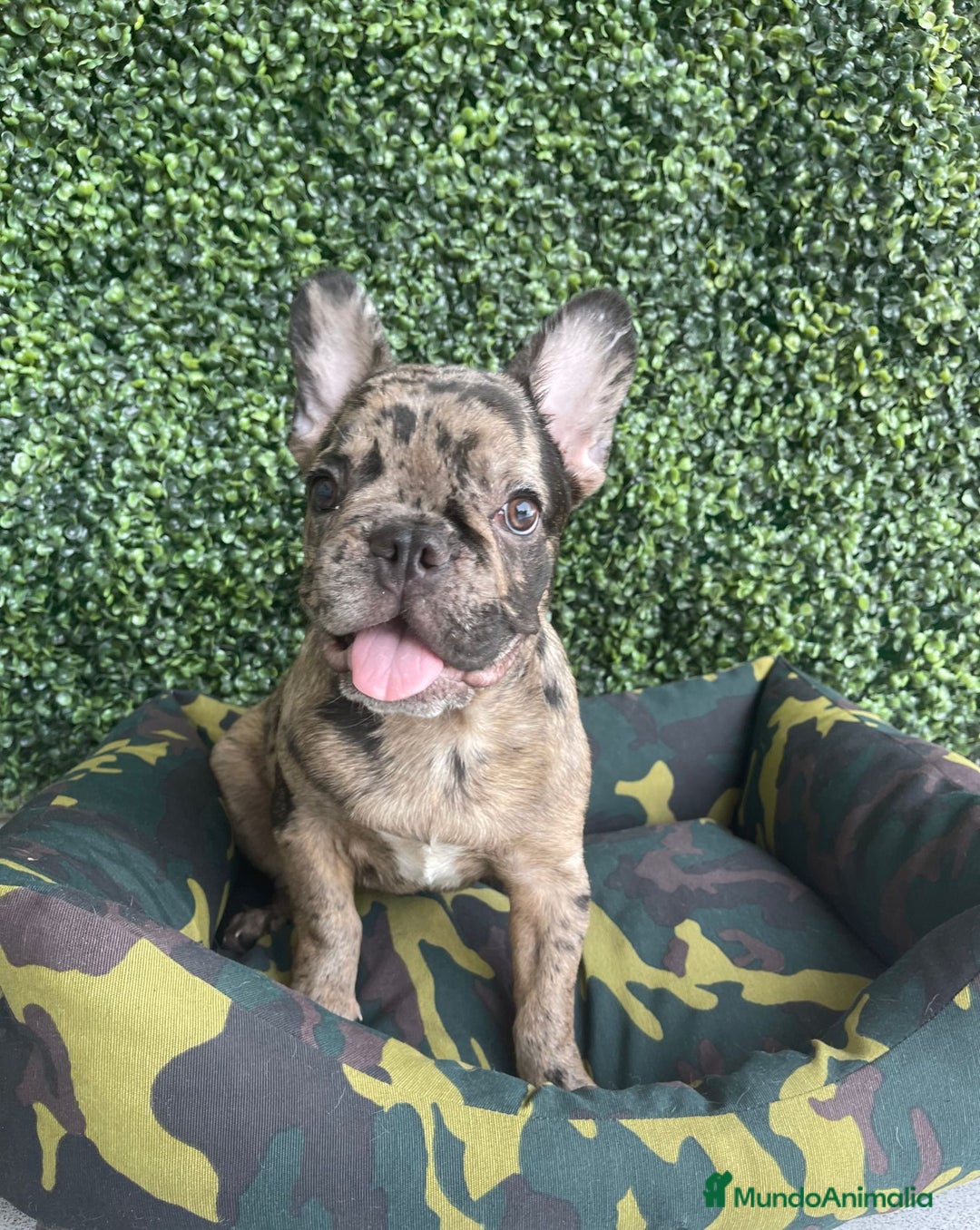 Bulldog Francés perros en venta: BULLDOG FRANCÉS - Imagen 1