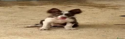 Border Collie perros en venta: Cachorro Border collie  - Anuncio 5