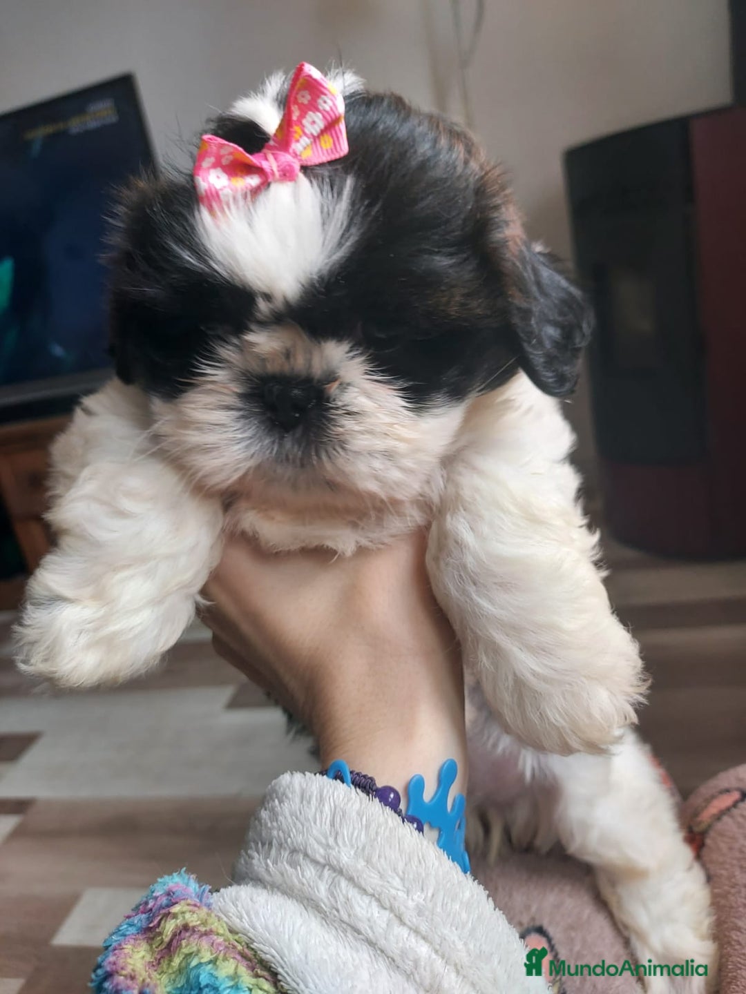 Shih Tzu perros en venta: Shih tzu - Imagen 5