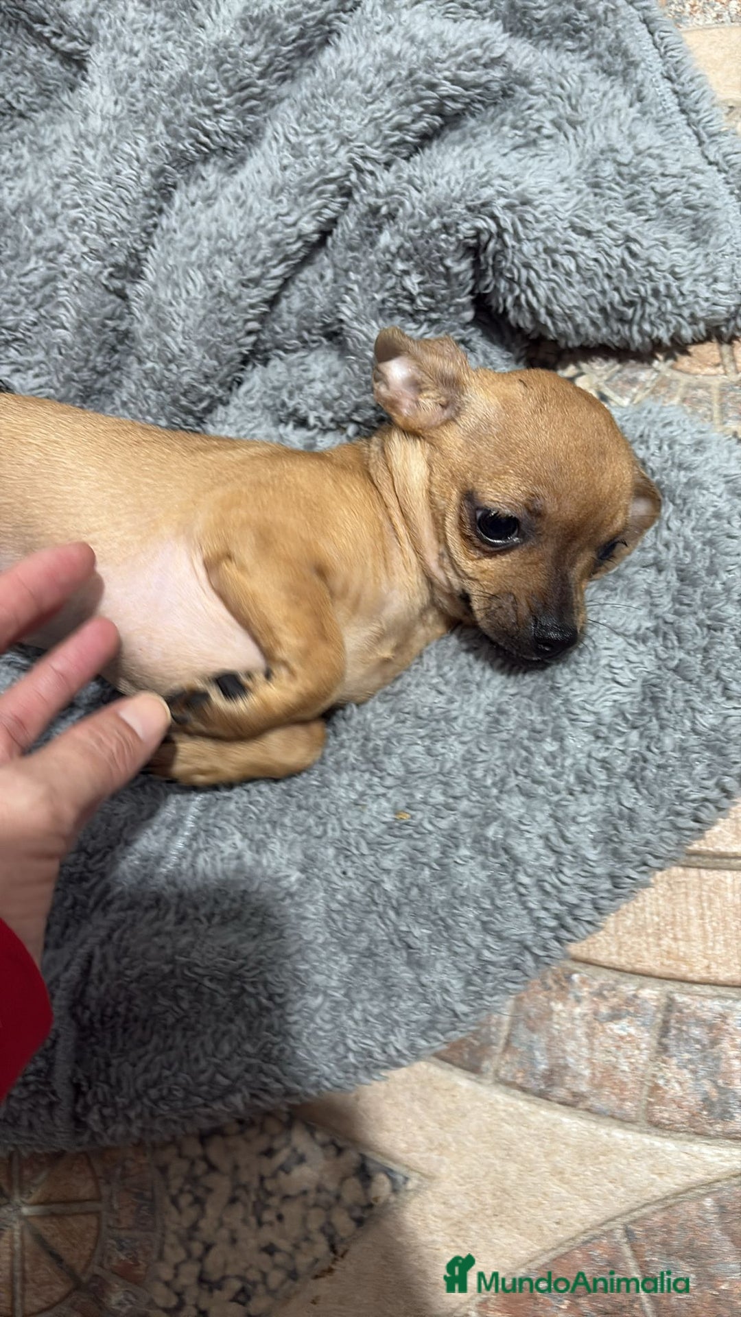 Chihuahua perros en venta: Chihuahua color ciervo  - Anuncio 15