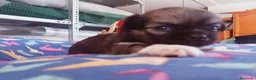 Chihuahua perros en venta: Camada Sopa Chihuahua  - Anuncio 7