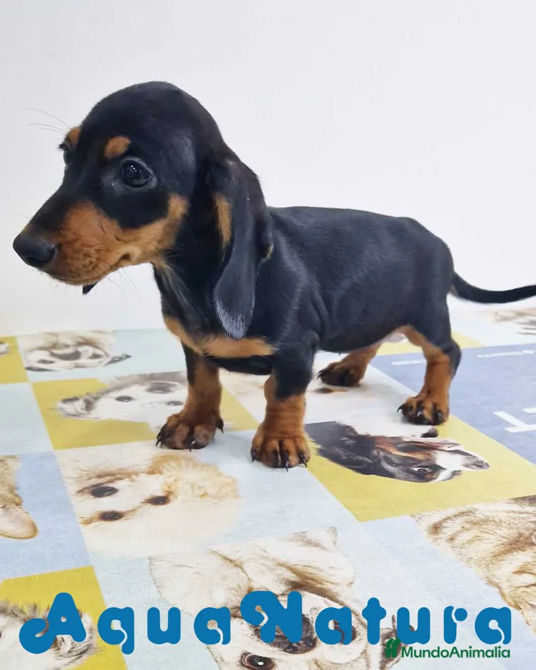 Teckel perros en venta: Teckel Hembra 0052 - AQUANATURA en Barcelona - Anuncio 6