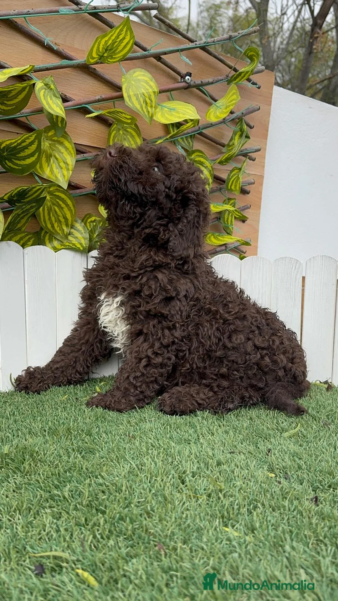 Perro de Agua Español perros en venta: PERRO DE AGUA HEMBRAS - Anuncio 10