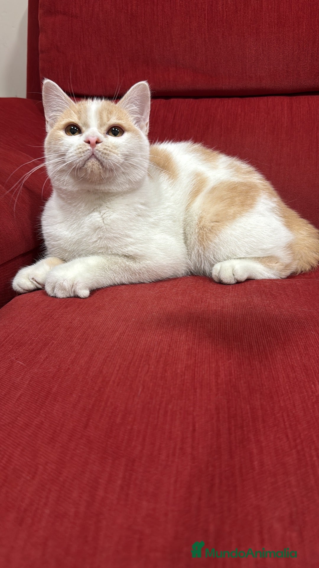 Británico de Pelo Corto gatos Precioso British arlequín  - Anuncio 19