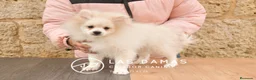 Pomerania perros en venta: Pomeranias disponibles - Anuncio 2