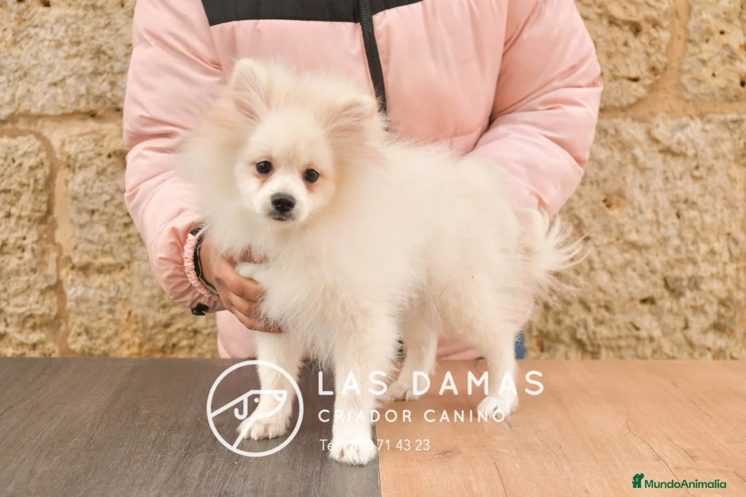 Pomerania perros en venta: Pomeranias disponibles - Anuncio 2