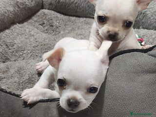 Chihuahua perros - Anuncio 6