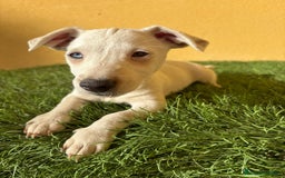 Jack Russell Terrier perros en venta: Jack Russell hembra tiene un ojo azul pata corta - Imagen 9