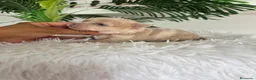 Chihuahua perros en venta: CHIHUAHUA  - Anuncio 4