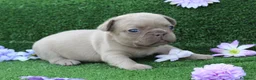 Bulldog Francés perros en venta: Bulldog francés exóticos - Anuncio 4