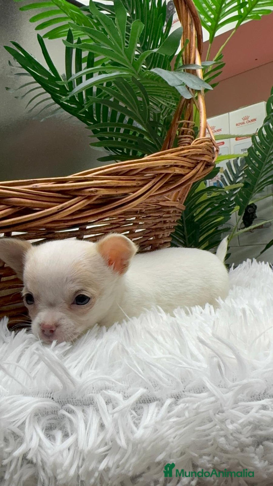 Chihuahua perros en venta: CHIHUAHUA HEMBRA - Anuncio 7