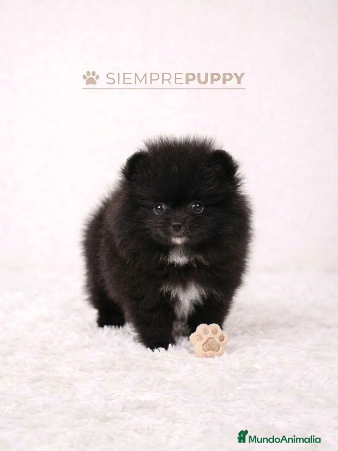 Pomerania perros en venta: POMERANIA TOY LULÚ - Anuncio 1