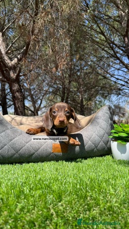 Teckel Miniatura perros PRECIOSOS TECKEL KANINCHEN - Anuncio 11