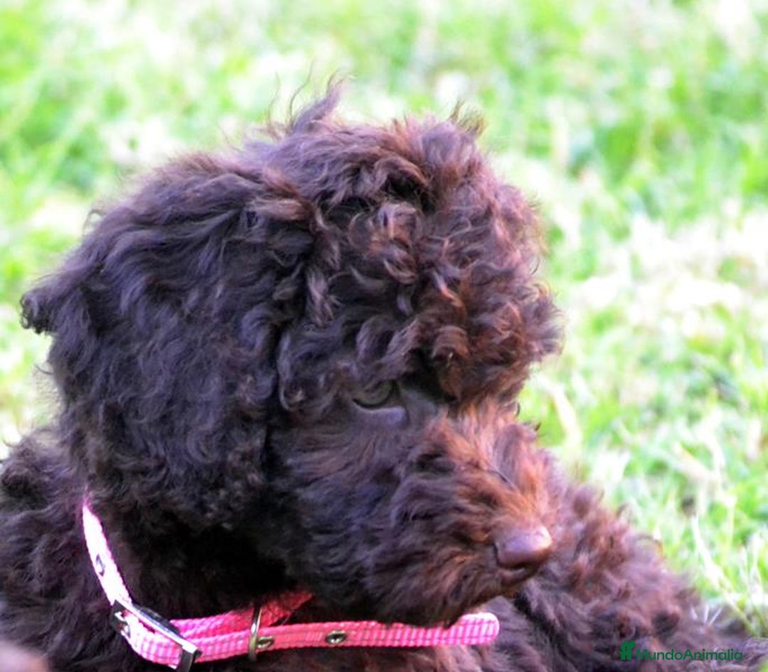 Perro de Agua Español perros en venta: Cachorra perro de agua  - Imagen 7