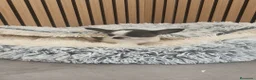 Chihuahua perros en venta: Chihuahua Toy Machitos  - Anuncio 15