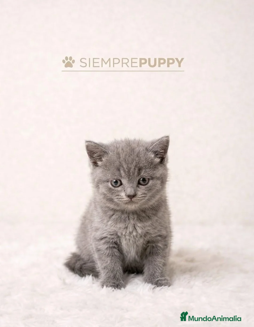 Británico de Pelo Corto gatos en venta: BRITISH  - Anuncio 1