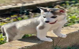 Husky Siberiano perros en venta: HUSKY SIBERIANO HEMBRA en Barcelona - Imagen 1