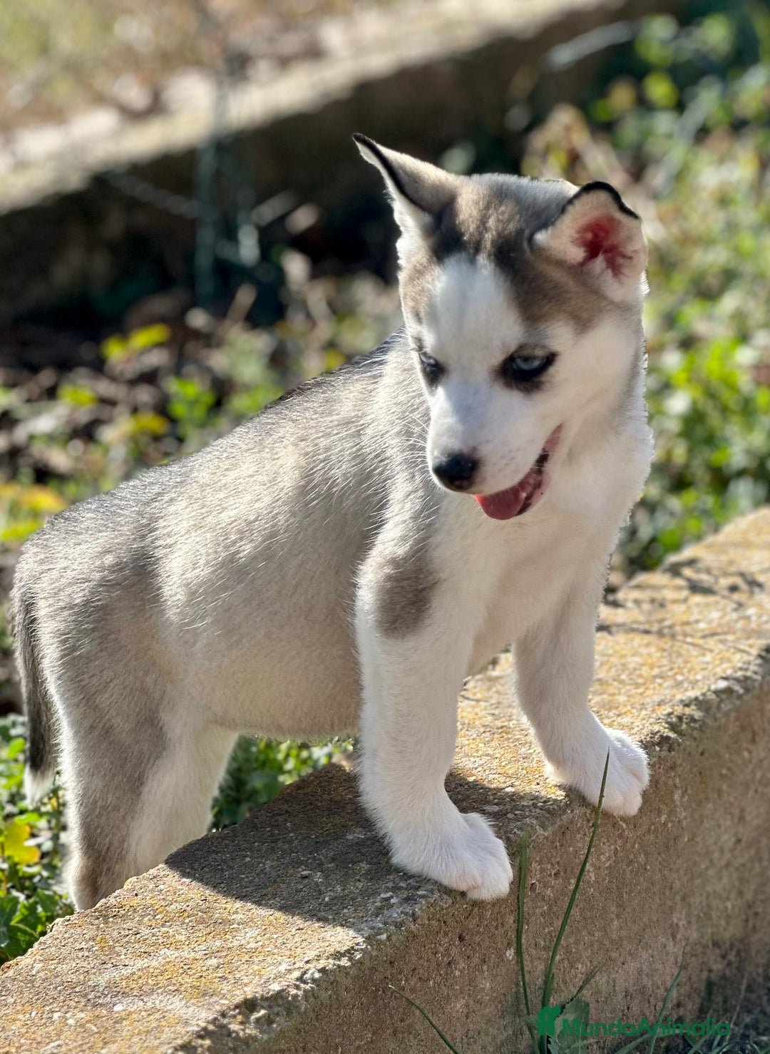Husky Siberiano perros en venta: HUSKY SIBERIANO HEMBRA en Barcelona - Imagen 1