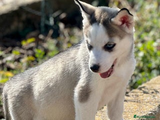 Husky Siberiano perros en Barcelona - Anuncio 20