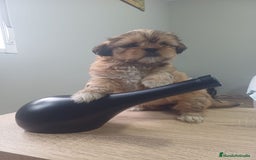 Shih Tzu perros en venta: Espectacular zhizu  - Anuncio 6