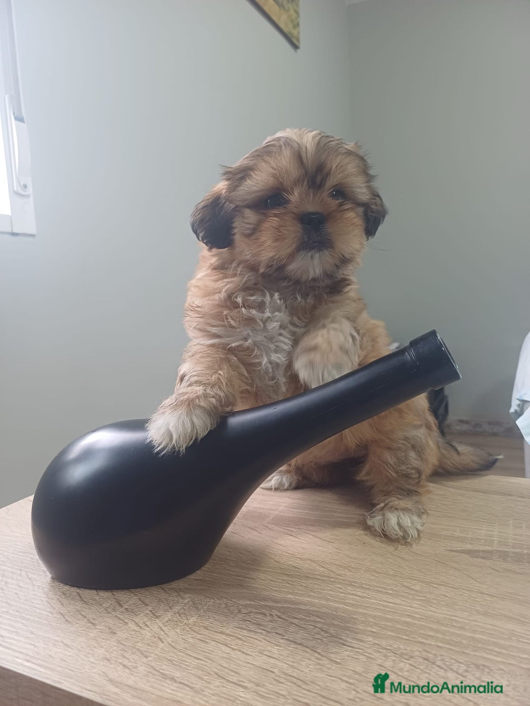 Shih Tzu perros en venta: Espectacular zhizu  - Anuncio 6