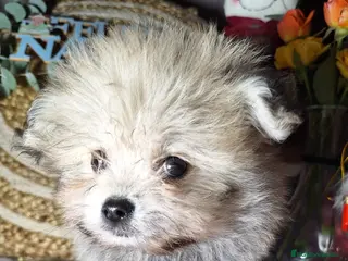 Raza Mixta perros MALTIPOO - Anuncio 27