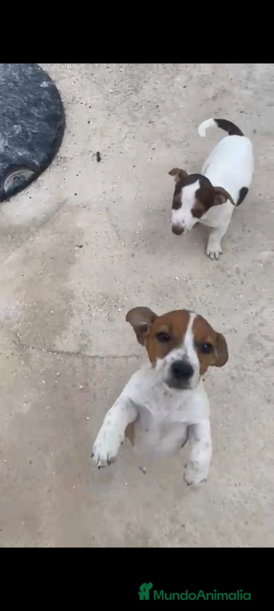 Jack Russell Terrier perros Jack Russell Terrier - Anuncio 1