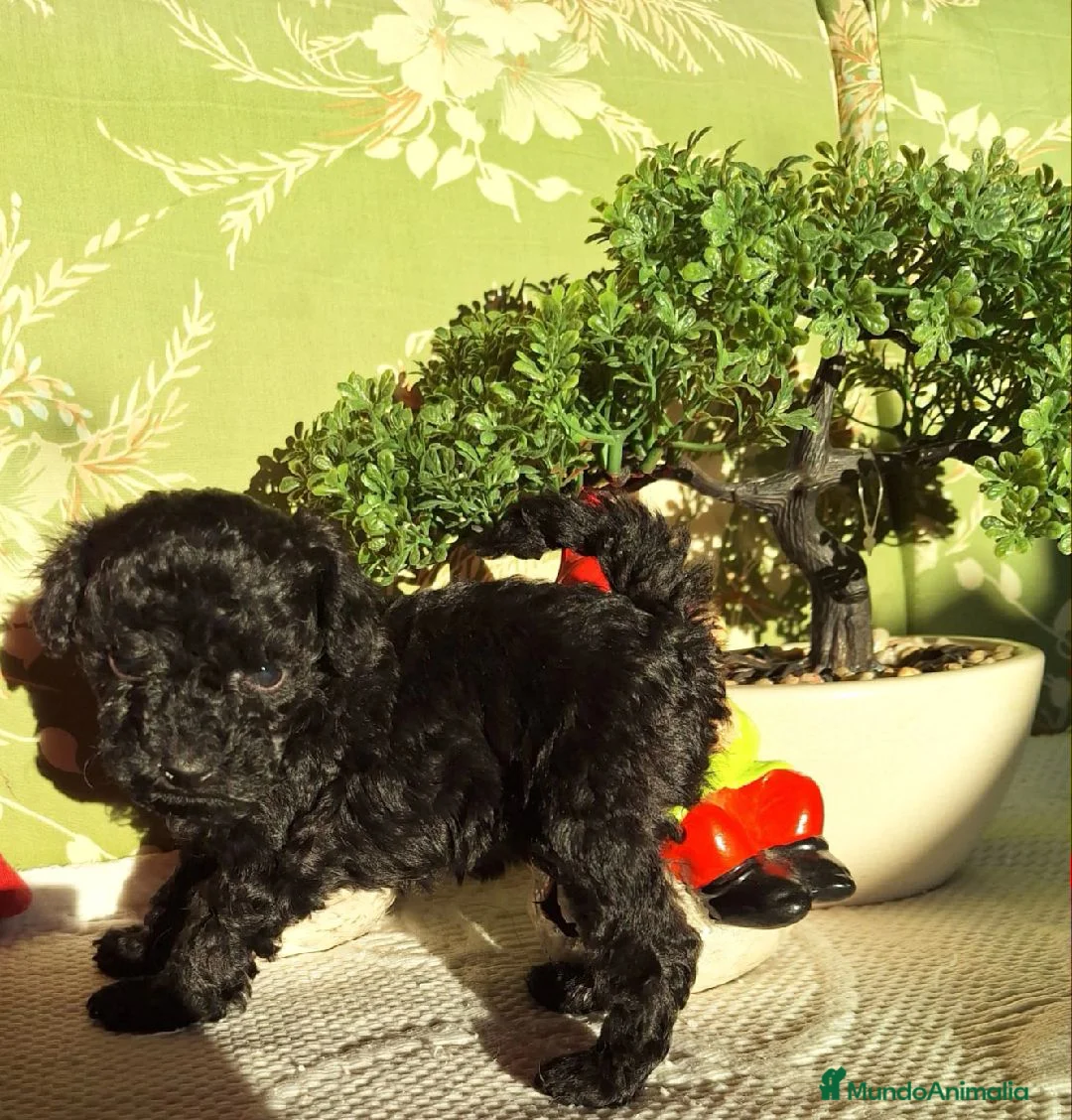 Caniche Enano perros en venta: Cachorros Caniche - Anuncio 4