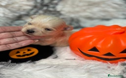 Maltipoo perros en venta: Maltipoo Machos  - Imagen 7