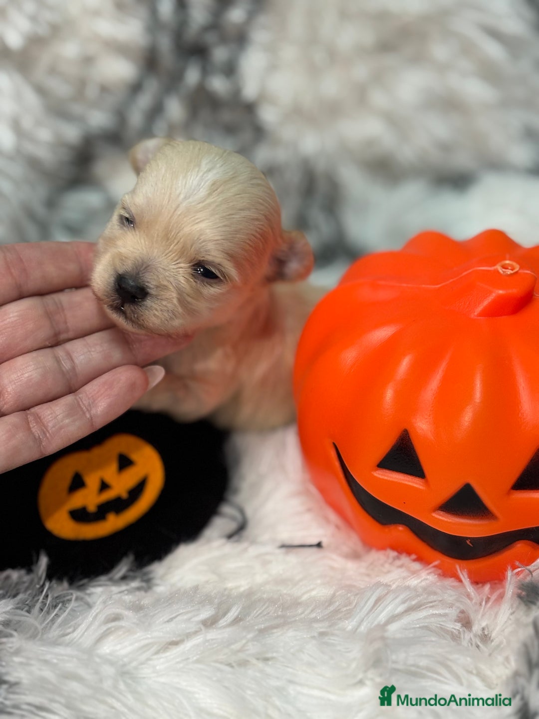 Maltipoo perros en venta: Maltipoo Machos  - Imagen 7