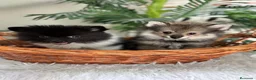 Pomerania perros en venta: POMERANIA  - Anuncio 5