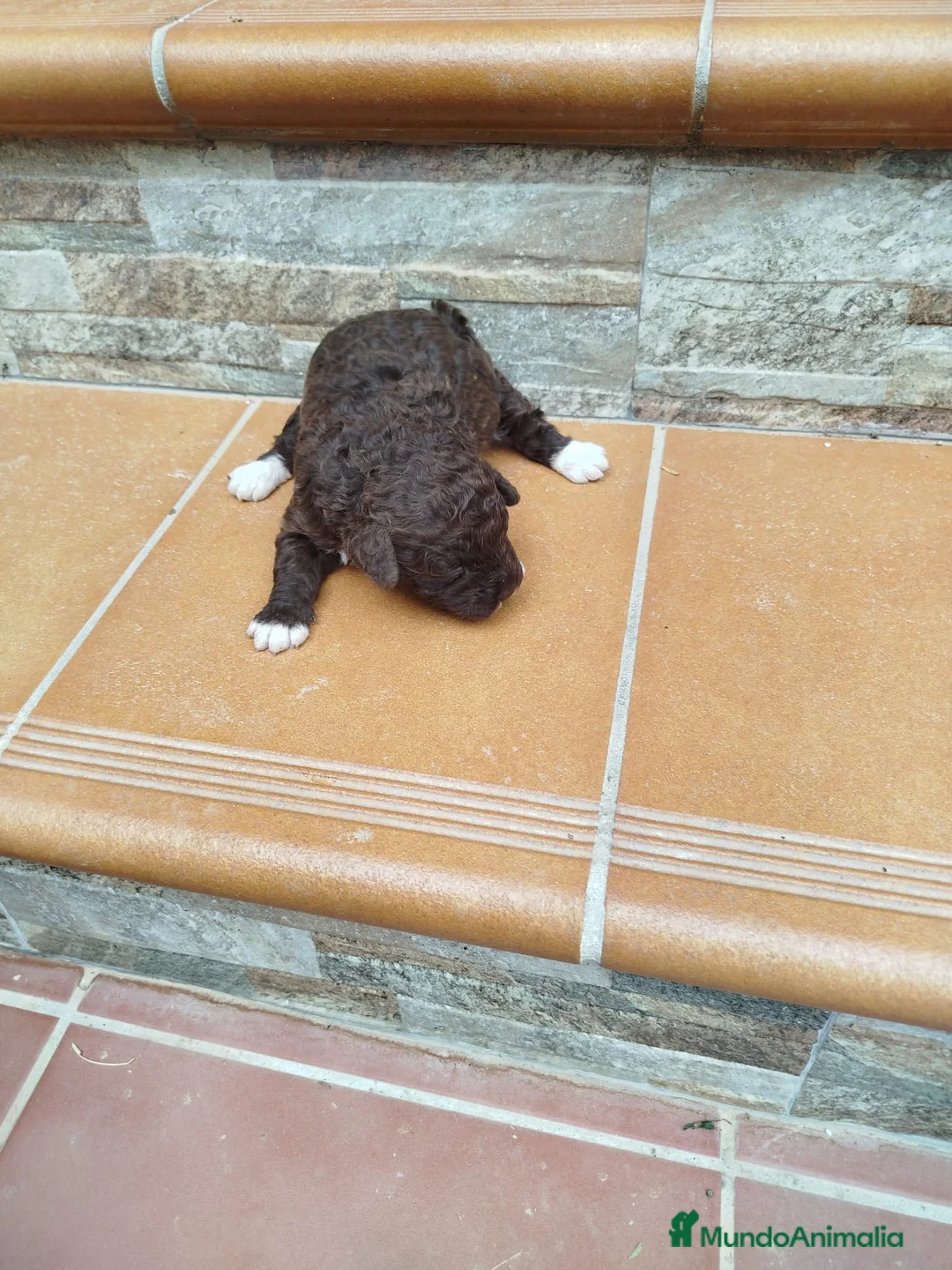 Perro de Agua Español perros en venta: Perra de agua  - Anuncio 1